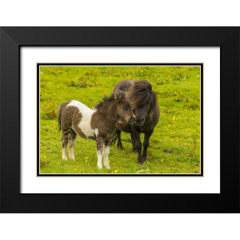 Shetland Islands Shetland pony and offspring Black Modern Wood Framed Art Print with Double Matting by Illg, Cathy and Gordon