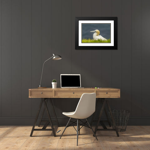 Scotland, Shetland Islands Northern gannet Black Modern Wood Framed Art Print with Double Matting by Illg, Cathy and Gordon