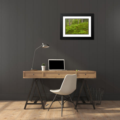 Europe, Scotland, Cairngorm NP Forest ferns Black Modern Wood Framed Art Print with Double Matting by Illg, Cathy and Gordon