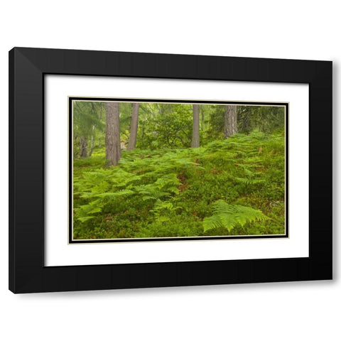 Europe, Scotland, Cairngorm NP Forest ferns Black Modern Wood Framed Art Print with Double Matting by Illg, Cathy and Gordon