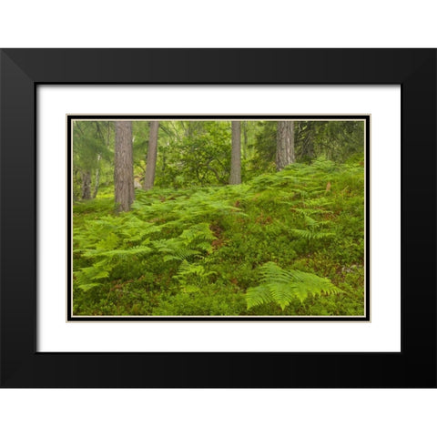 Europe, Scotland, Cairngorm NP Forest ferns Black Modern Wood Framed Art Print with Double Matting by Illg, Cathy and Gordon