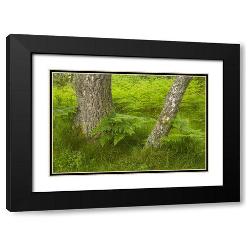 Europe, Scotland, Cairngorm NP Forest ferns Black Modern Wood Framed Art Print with Double Matting by Illg, Cathy and Gordon