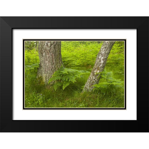 Europe, Scotland, Cairngorm NP Forest ferns Black Modern Wood Framed Art Print with Double Matting by Illg, Cathy and Gordon
