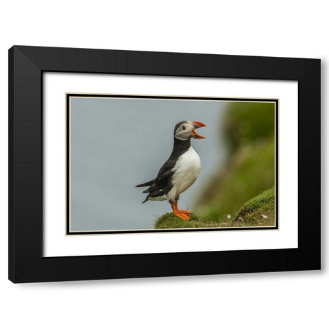 Scotland, Shetland Islands Atlantic puffin Black Modern Wood Framed Art Print with Double Matting by Illg, Cathy and Gordon