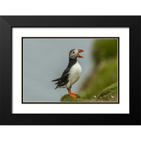 Scotland, Shetland Islands Atlantic puffin Black Modern Wood Framed Art Print with Double Matting by Illg, Cathy and Gordon