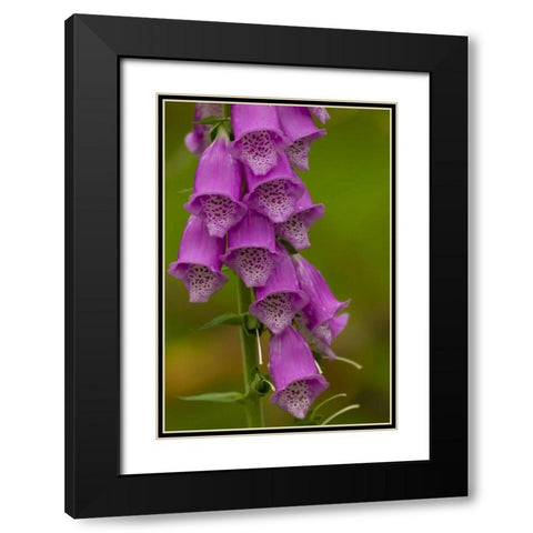 Europe, Scotland, Cairngorm NP Foxglove flowers Black Modern Wood Framed Art Print with Double Matting by Illg, Cathy and Gordon