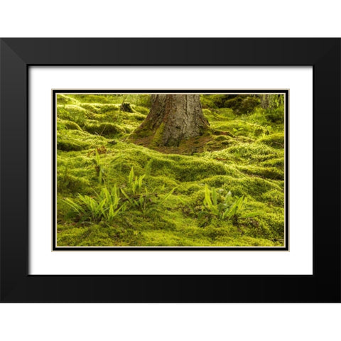 Europe, Scotland, Cairngorm NP Forest ferns Black Modern Wood Framed Art Print with Double Matting by Illg, Cathy and Gordon