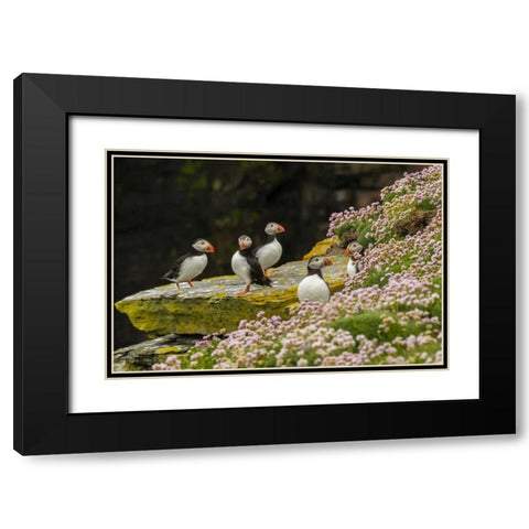 Scotland, Shetland Islands Atlantic puffins Black Modern Wood Framed Art Print with Double Matting by Illg, Cathy and Gordon