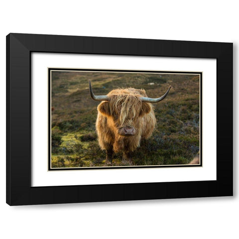 Scotland-The Isle of Skye Close-up of highland cow Black Modern Wood Framed Art Print with Double Matting by Jaynes Gallery