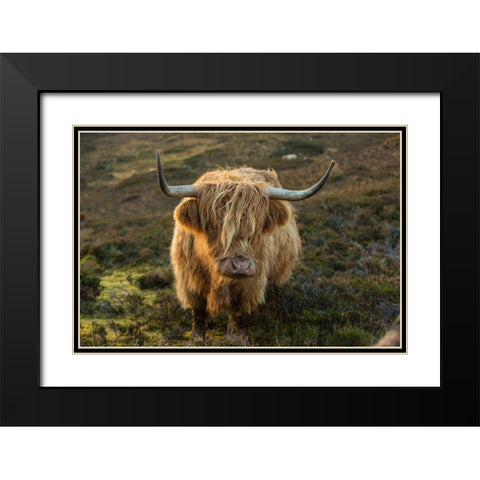 Scotland-The Isle of Skye Close-up of highland cow Black Modern Wood Framed Art Print with Double Matting by Jaynes Gallery