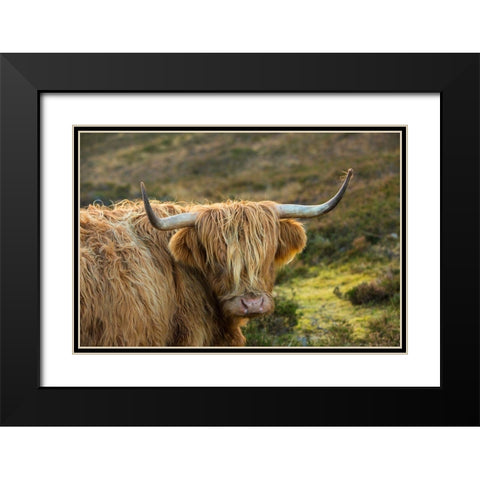 Scotland-The Isle of Skye Close-up of highland cow Black Modern Wood Framed Art Print with Double Matting by Jaynes Gallery