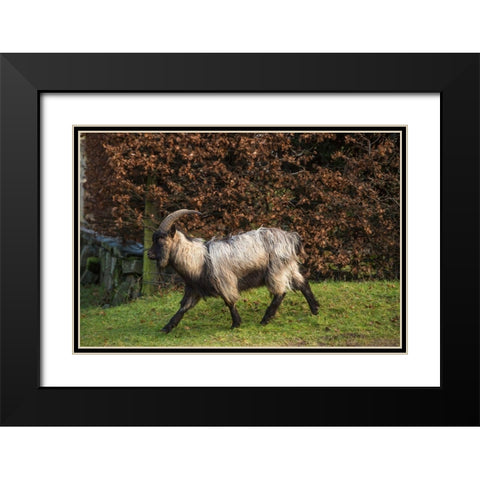 Scotland Dutch landrace goat walking Black Modern Wood Framed Art Print with Double Matting by Jaynes Gallery