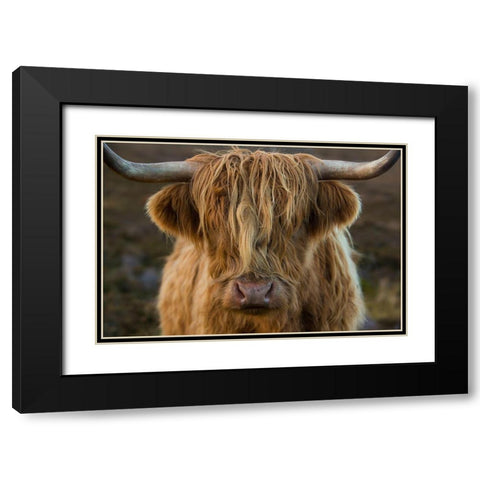 Scotland-The Isle of Skye Close-up of highland cow Black Modern Wood Framed Art Print with Double Matting by Jaynes Gallery