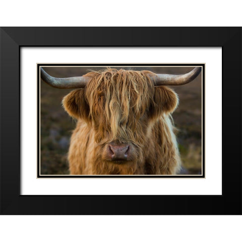 Scotland-The Isle of Skye Close-up of highland cow Black Modern Wood Framed Art Print with Double Matting by Jaynes Gallery
