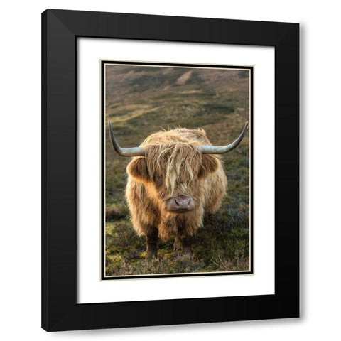 Scotland-The Isle of Skye Close-up of highland cow Black Modern Wood Framed Art Print with Double Matting by Jaynes Gallery