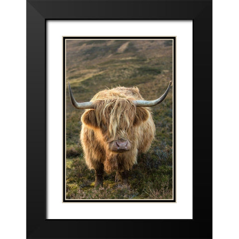 Scotland-The Isle of Skye Close-up of highland cow Black Modern Wood Framed Art Print with Double Matting by Jaynes Gallery