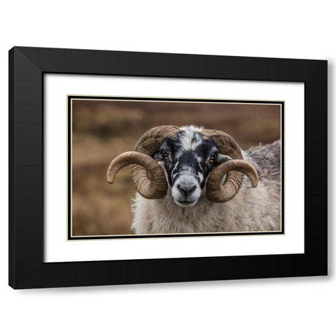 Scotland Scottish black-faced sheep head close-up Black Modern Wood Framed Art Print with Double Matting by Jaynes Gallery