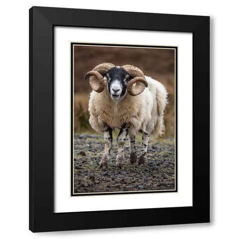 Scotland Scottish black-faced sheep close-up Black Modern Wood Framed Art Print with Double Matting by Jaynes Gallery