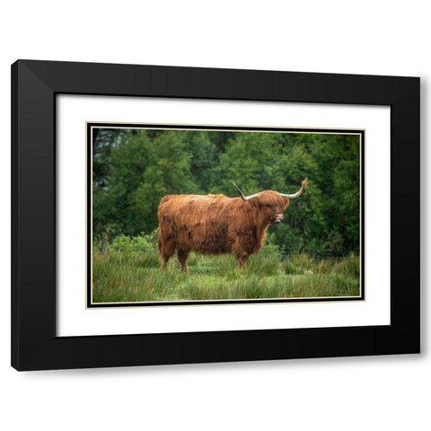 Scotland-The Isle of Skye Close-up of highland cow Black Modern Wood Framed Art Print with Double Matting by Jaynes Gallery