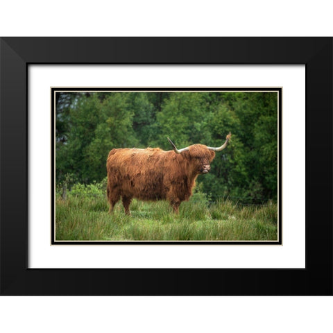 Scotland-The Isle of Skye Close-up of highland cow Black Modern Wood Framed Art Print with Double Matting by Jaynes Gallery