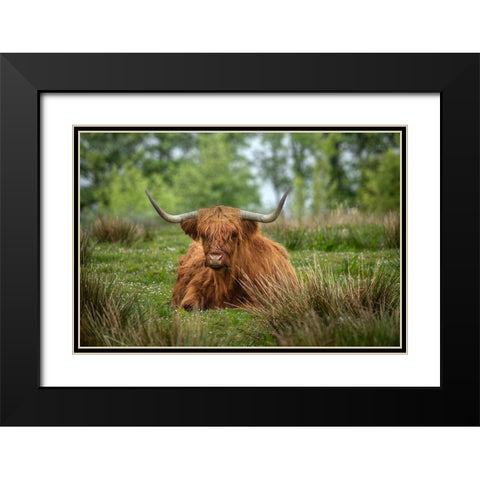 Scotland-The Isle of Skye Close-up of highland cow Black Modern Wood Framed Art Print with Double Matting by Jaynes Gallery