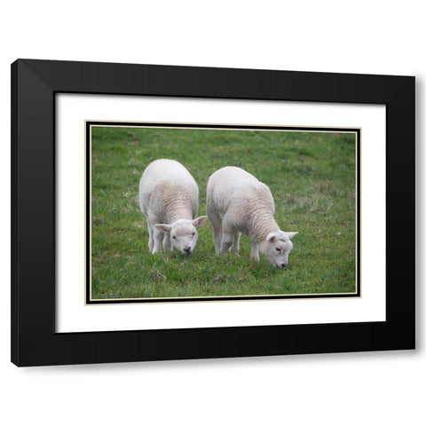 Great Britain-Shetland-Fair Isle Shetland sheep-twin lambs Black Modern Wood Framed Art Print with Double Matting by Hopkins, Cindy Miller