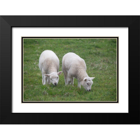Great Britain-Shetland-Fair Isle Shetland sheep-twin lambs Black Modern Wood Framed Art Print with Double Matting by Hopkins, Cindy Miller
