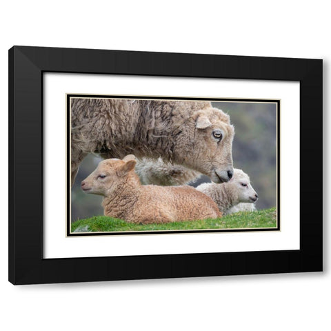 Great Britain-Shetland-Fair Isle Shetland sheep-ewe with lamb Black Modern Wood Framed Art Print with Double Matting by Hopkins, Cindy Miller