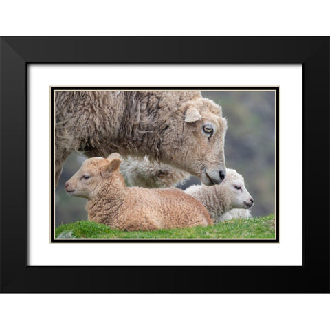 Great Britain-Shetland-Fair Isle Shetland sheep-ewe with lamb Black Modern Wood Framed Art Print with Double Matting by Hopkins, Cindy Miller