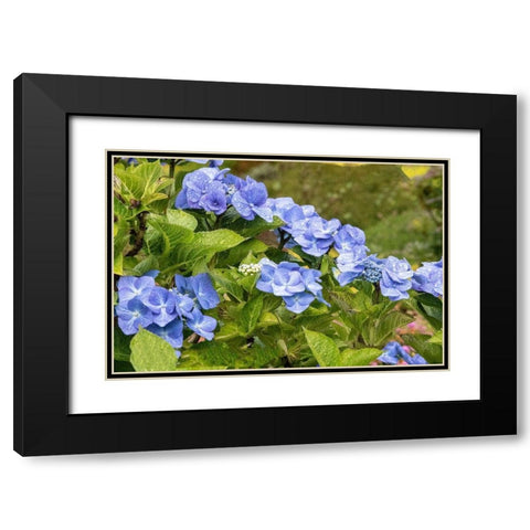 Hydrangea growing in the gardens of Dunvegan Castle in northern Isle of Skye Black Modern Wood Framed Art Print with Double Matting by Ostrowitz, Mallorie