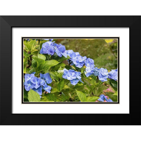 Hydrangea growing in the gardens of Dunvegan Castle in northern Isle of Skye Black Modern Wood Framed Art Print with Double Matting by Ostrowitz, Mallorie