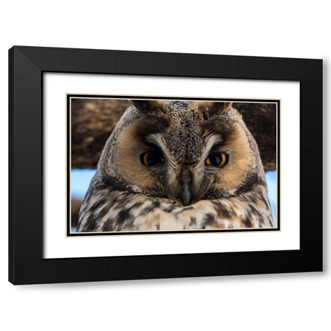 Long-eared owl-Asio otus-Kikinda-Serbia Black Modern Wood Framed Art Print with Double Matting by Pitamitz, Sergio