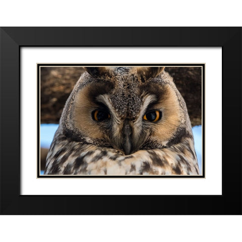 Long-eared owl-Asio otus-Kikinda-Serbia Black Modern Wood Framed Art Print with Double Matting by Pitamitz, Sergio