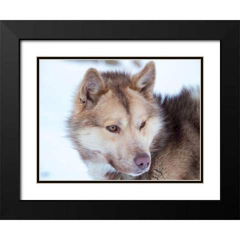 Sled dog during winter in Uummannaq in Greenland Dog teams are still draft animals Black Modern Wood Framed Art Print with Double Matting by Zwick, Martin