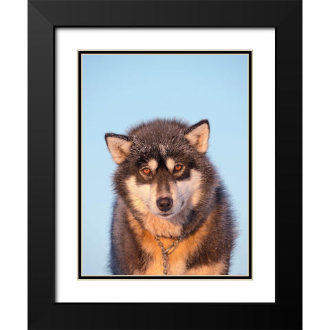 Sled dog during winter in Uummannaq in Greenland Dog teams are still draft animals Black Modern Wood Framed Art Print with Double Matting by Zwick, Martin