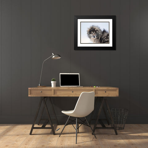 Sled dog during winter in Uummannaq in Greenland Dog teams are still draft animals Black Modern Wood Framed Art Print with Double Matting by Zwick, Martin