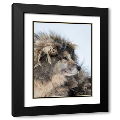 Sled dog during winter in Uummannaq in Greenland Dog teams are still draft animals Black Modern Wood Framed Art Print with Double Matting by Zwick, Martin