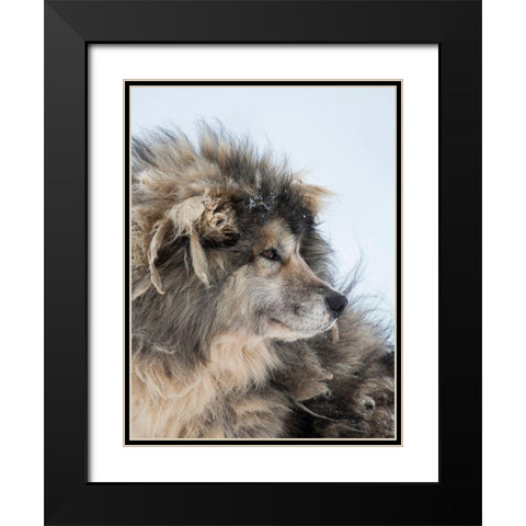 Sled dog during winter in Uummannaq in Greenland Dog teams are still draft animals Black Modern Wood Framed Art Print with Double Matting by Zwick, Martin