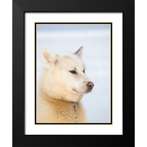 Sled dog during winter in Uummannaq in Greenland Dog teams are still draft animals Black Modern Wood Framed Art Print with Double Matting by Zwick, Martin