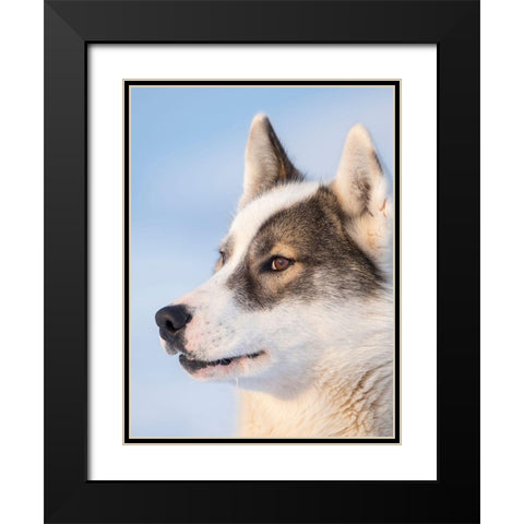 Sled dog during winter in Uummannaq in Greenland Dog teams are still draft animals Black Modern Wood Framed Art Print with Double Matting by Zwick, Martin