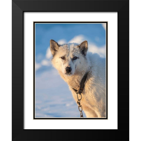 Sled dog during winter in Uummannaq in Greenland Dog teams are still draft animals Black Modern Wood Framed Art Print with Double Matting by Zwick, Martin