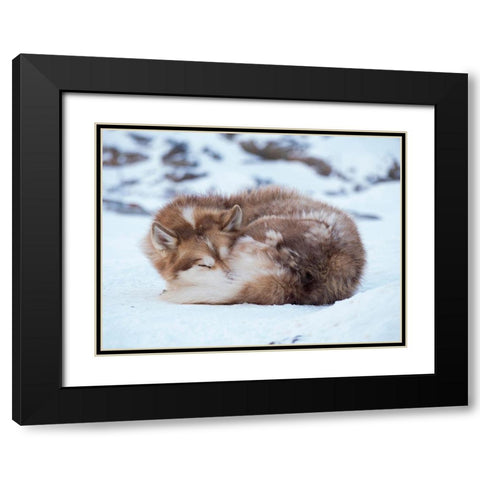 Sled dog during winter in Uummannaq in Greenland Dog teams are still draft animals Black Modern Wood Framed Art Print with Double Matting by Zwick, Martin