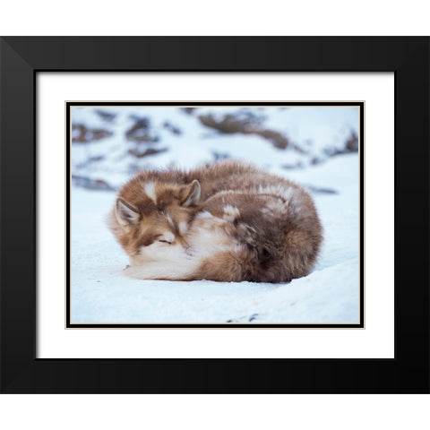 Sled dog during winter in Uummannaq in Greenland Dog teams are still draft animals Black Modern Wood Framed Art Print with Double Matting by Zwick, Martin