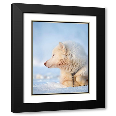 Sled dog during winter in Uummannaq in Greenland Dog teams are still draft animals Black Modern Wood Framed Art Print with Double Matting by Zwick, Martin