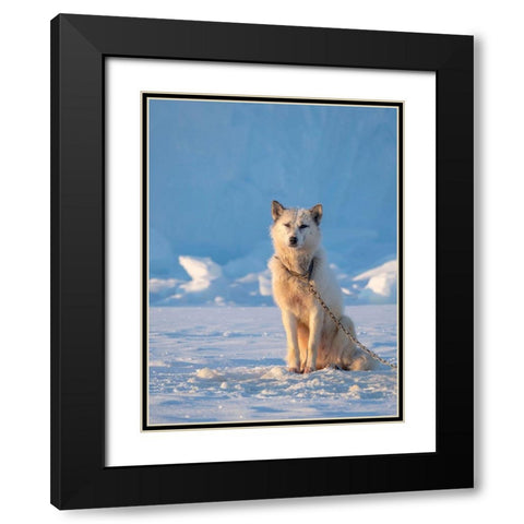 Sled dog during winter in Uummannaq in Greenland Dog teams are still draft animals Black Modern Wood Framed Art Print with Double Matting by Zwick, Martin