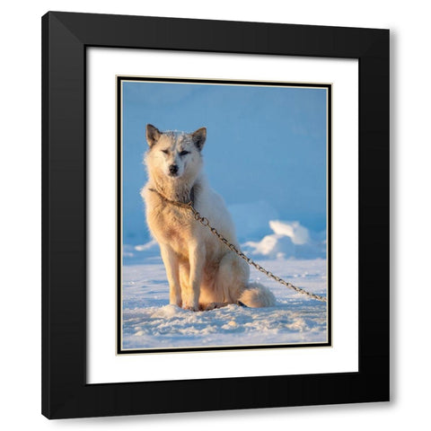 Sled dog during winter in Uummannaq in Greenland Dog teams are still draft animals Black Modern Wood Framed Art Print with Double Matting by Zwick, Martin