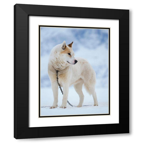 Sled dog during winter in Uummannaq in Greenland Dog teams are still draft animals Black Modern Wood Framed Art Print with Double Matting by Zwick, Martin
