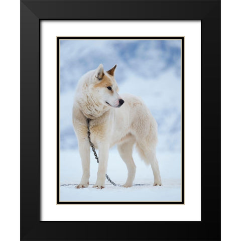 Sled dog during winter in Uummannaq in Greenland Dog teams are still draft animals Black Modern Wood Framed Art Print with Double Matting by Zwick, Martin