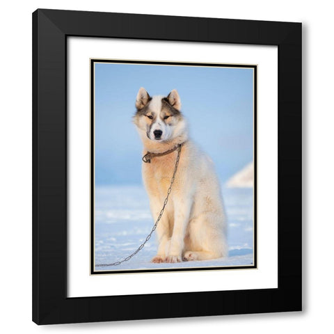 Sled dog during winter in Uummannaq in Greenland Dog teams are still draft animals Black Modern Wood Framed Art Print with Double Matting by Zwick, Martin