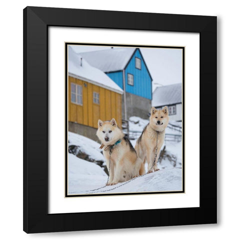 Sled dog during winter in Uummannaq in Greenland Dog teams are still draft animals Black Modern Wood Framed Art Print with Double Matting by Zwick, Martin